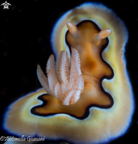 A Nudibranch