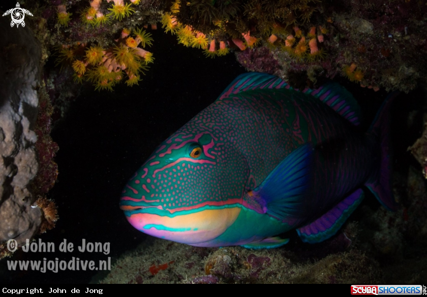 A Parrot fisch during a nightdive