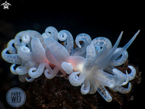 A Nudibranch