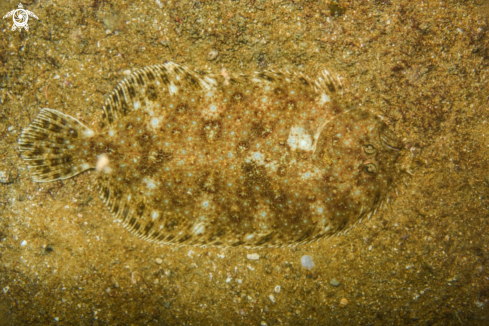 A Flatfish