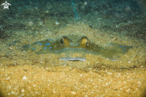 A Blue spotted stingray