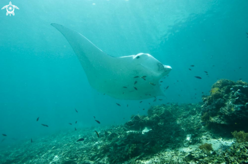 A manta ray