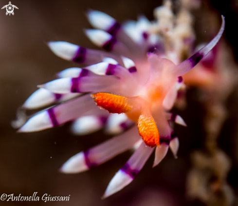 A Flabellina exoptata | Flabellina