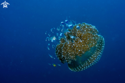 A Jellyfish