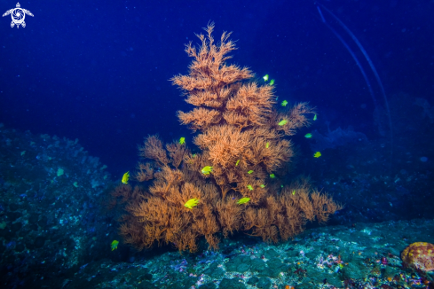 A Fan Coral