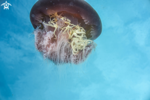 A Jellyfish