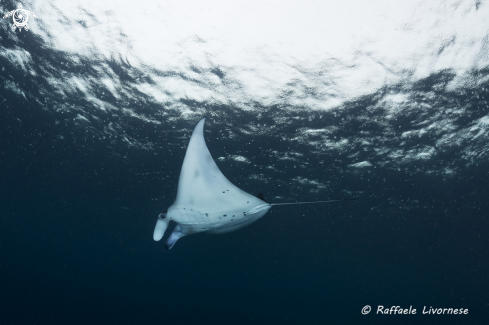 A Manta birostris | Manta ray