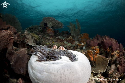 A Clownfish in the anemone