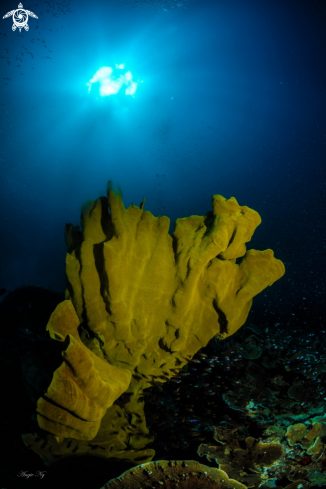 A Elephant Ear Soft Coral