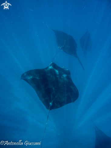 A Manta Ray