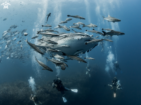 A Rhincodon typus | Whale Shark