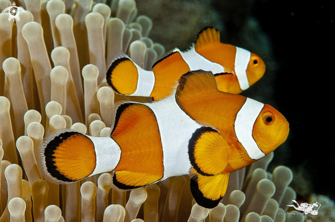 A Amphiprion ocellaris | Pez payaso  Clown fish