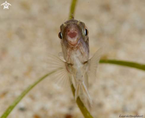 A Dusky Spinefoot