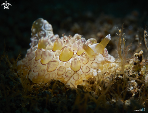 A Nudibranch