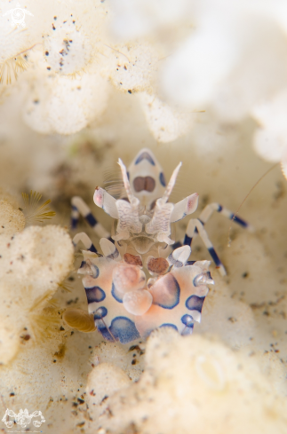 A Harlequin shrimp