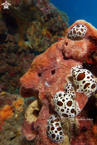 A Peltodoris atromaculata eating Petrosia Ficiformis | Vacchette di mare