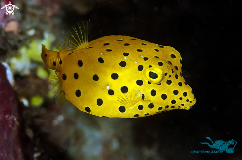 A Ostracion cubicus | Pez cofre  Coffer fish