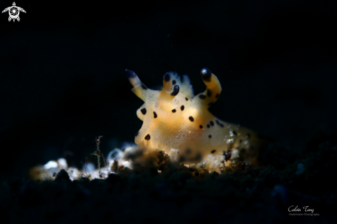 A Nudibranch