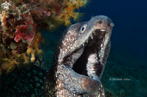 A Muraena helena | Murena