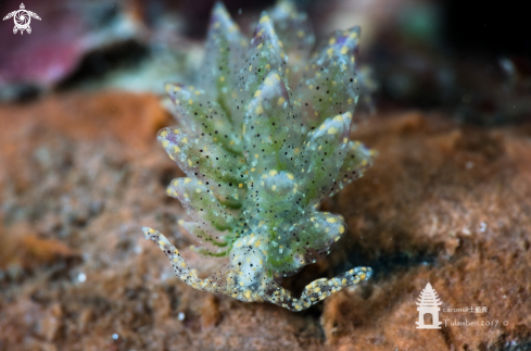 A Nudibranch