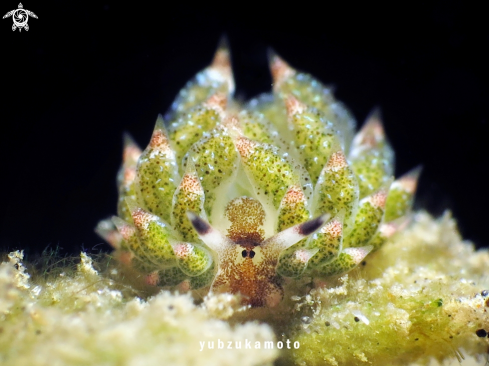 A  Costasiella Kuroshimae |  Costasiella Kuroshimae