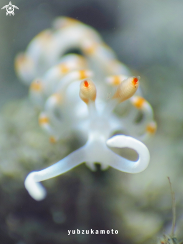 A Flabellina,sp | Flabellina Bicolor