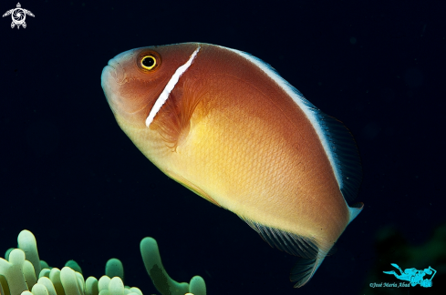 A Amphiprion akallopisos | Pez payaso mofeta