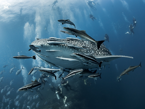 A Rhincodon typus | Whale Shark