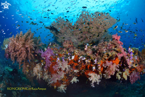 A Coral Reef