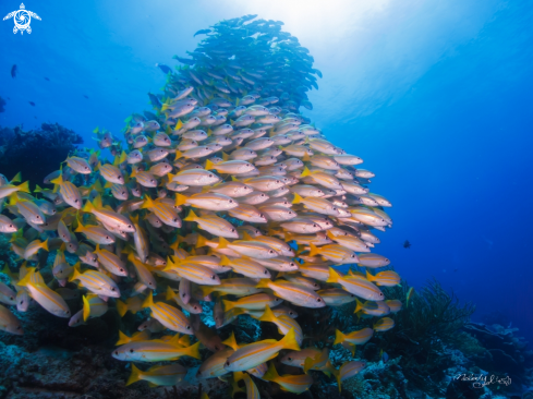 A  Bluestripe snapper 