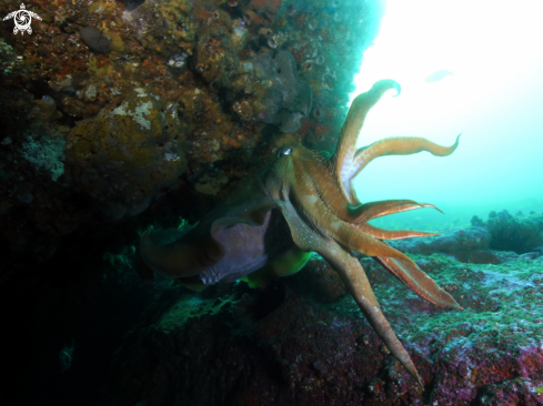 A Sepia apama | Giant Cuttle