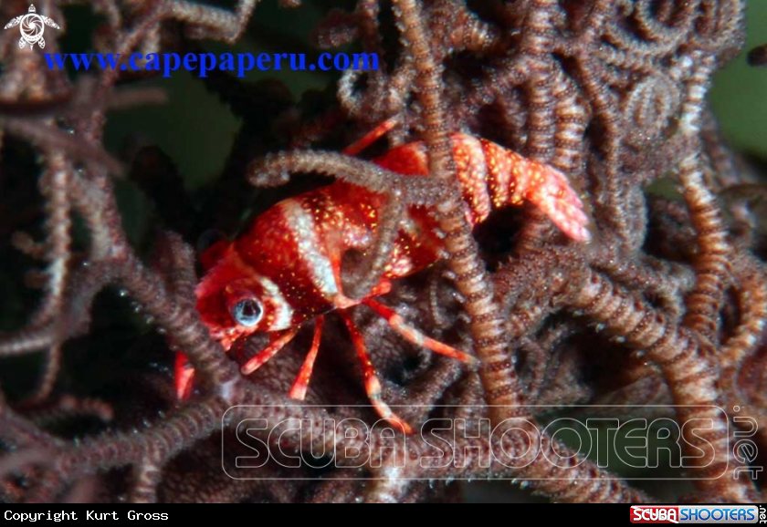 A Medusa shrimp