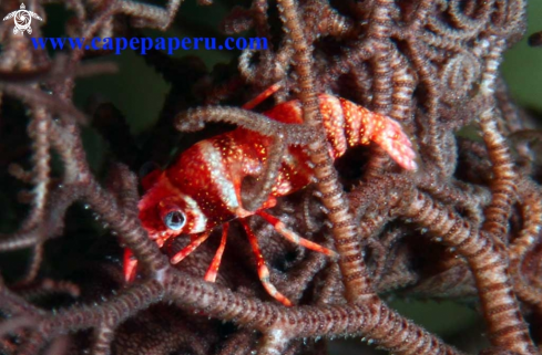 A Medusa shrimp