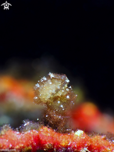 A Phycocaris sp. | Hairy shrimp