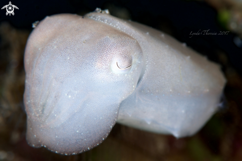 A Sepia latimanus | Cuttlefish