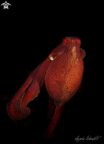 A Red Octopus