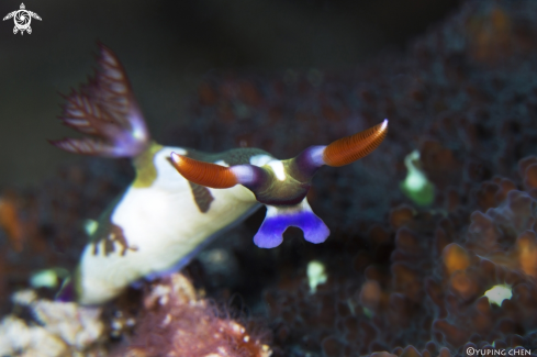 Dorid Nudibranchs