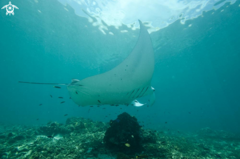 A manta ray