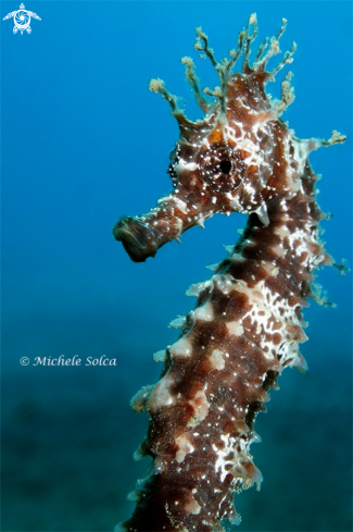 A Seahorse