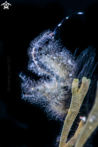 A  Phycocaris simulans | Hairy Shrimp