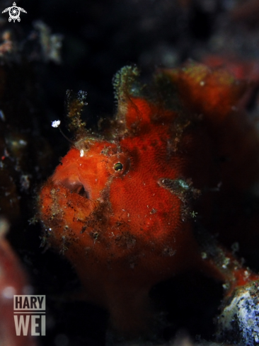 A Antennarius puctus | Frogfish