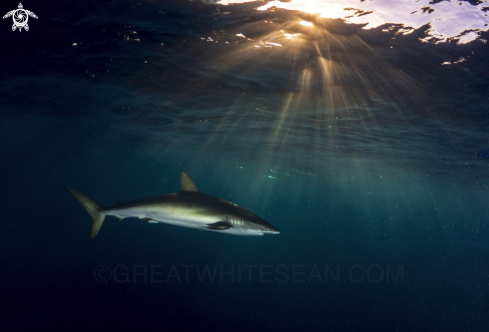 A Silky Shark