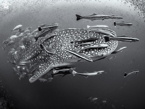 A Rhincodon typus | Whale Shark