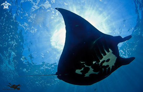 A Manta ray