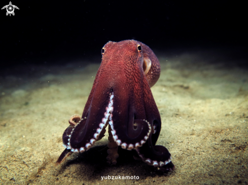 A Coconut Octopus