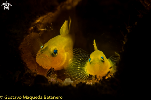 A Yellow Pygmy gobys