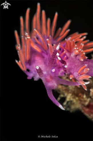 A Flabellina ischitana - mating