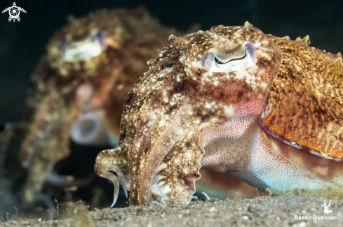 A Cuttlefish