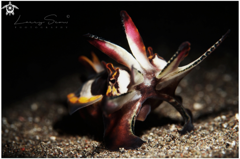 A Metasepia pfefferi | Flamboyant Cuttlefish