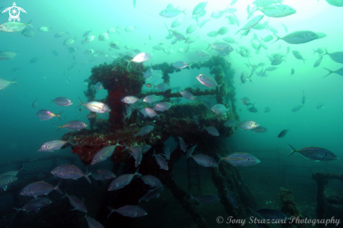 A Bluefin Trevally